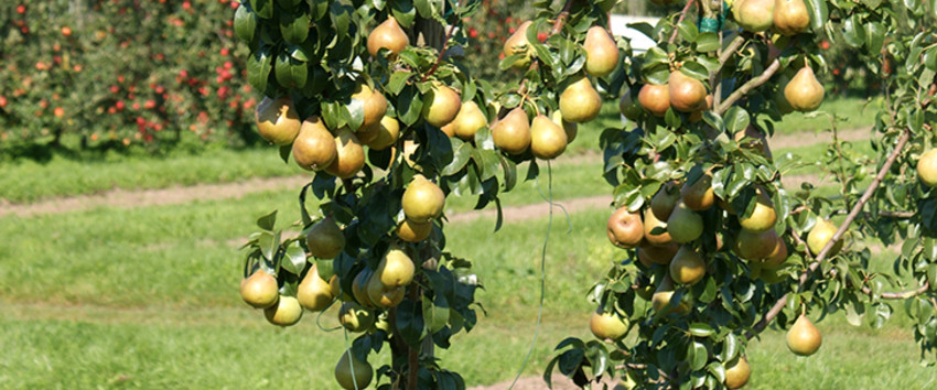 Aprikosen Mirabellen Baum