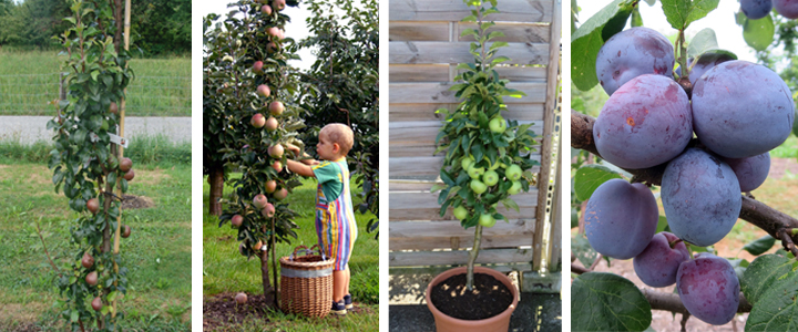 Comment installer un arbre fruitier colonnaire