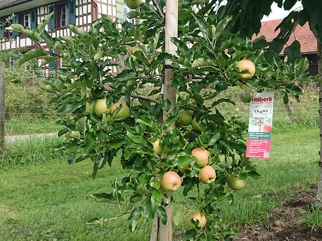 Platzsparende Sorten Fur Kleine Garten Haberli Fruchtpflanzen Ag