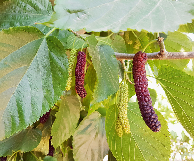 Saskatoon Beeren Baum