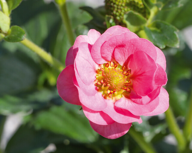 SUMMER BREEZE ROSE Die Blütenpracht - Häberli Fruchtpflanzen AG,  Neukirch-Egnach
